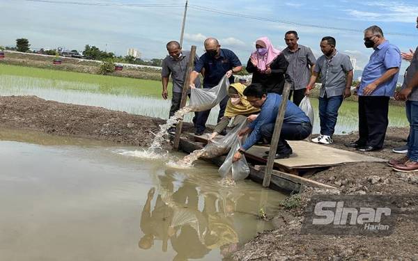 Ronald (dua dari kiri) melepaskan 3,000 anak ikan ke dalam sawah padi dalam usaha untuk kawalan serangga.