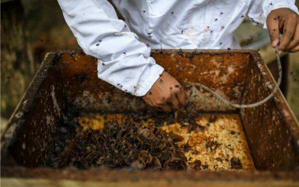 Kedudukan Malaysia sebagai sebuah negara tropika yang sangat kondusif secara semula jadi bagi penternakan lebah tidak harus disia-siakan. (Gambar hiasan)
