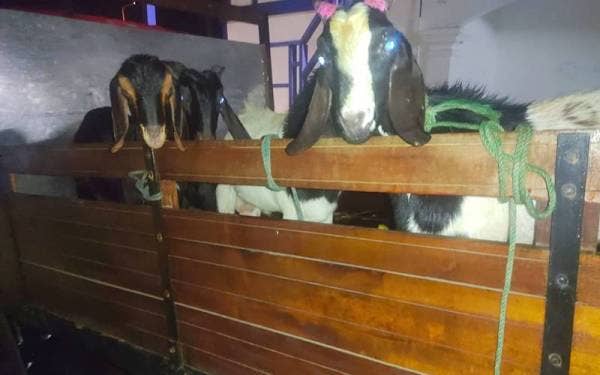 Tindakan seorang lelaki menyeludup empat ekor kambing bernilai RM3,000 yang dimuatkan di dalam sebuah lori gagal selepas dicekup anggota Batalion 9 Pasukan Gerakan Am (PGA) Kuala Terengganu di Kampung Pohon Tanjong, Jeram Perdah, Rantau Panjang pada Selasa.