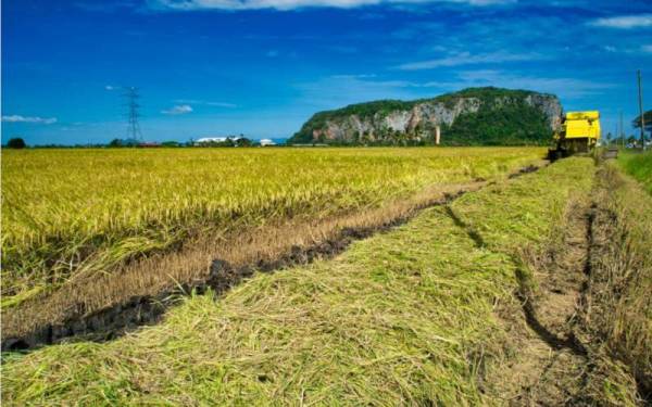 Seramai 57,635 peladang mengusahakan sawah seluas 100,658 hektar di dalam pentadbiran 27 PPK Mada. - Foto Mada
