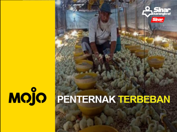 MOJO PORTAL-penternak