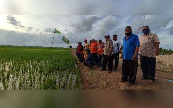 Ahli Parlimen Pokok Sena, Datuk Mahfuz Omar (depan, tengah) bersama petani melihat hasil tanaman padi berhampiran Dangau Semangat Padi, Kampung Padang, mukim Hutan Kampung, di sini, pada Sabtu.