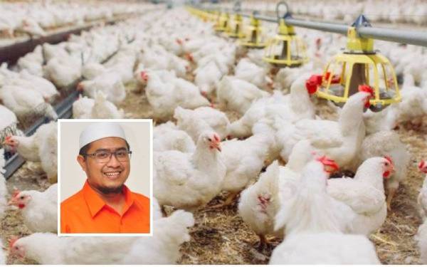 Usaha mengumpulkan semua penternak ayam bumiputera seluruh negara dapat menangani krisis bekalan ayam. Gambar kecil: Mohd Fakhrulrazi