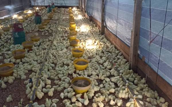 Sektor ternakan ayam memerlukan ramai tenaga kerja warga asing.