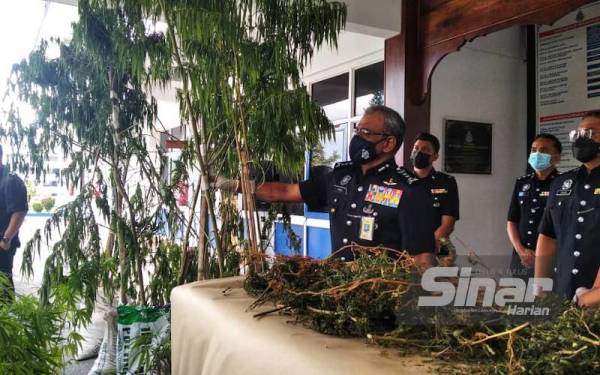Ramli menunjukkan sebahagian pokok disyaki ganja yang ditanam di sekeliling rumah bekas diplomat di Janda Baik, Bentong.