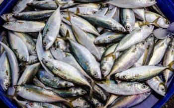 Kekurangan bekalan daripada pembekal terutama dari utara semenanjung menyebabkan bekalan ikan berkurangan.