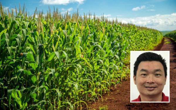 Usaha kerajaan menyediakan tanah TOL untuk penanaman jagung sebagai sumber alternatif kepada makanan ayam wajar dilaksanakan segera bagi mengurangkan isu kenaikan harga dedak yang dihadapi penternak. - Gambar hiasan 123rf Gambar kecil: Wooi Perng