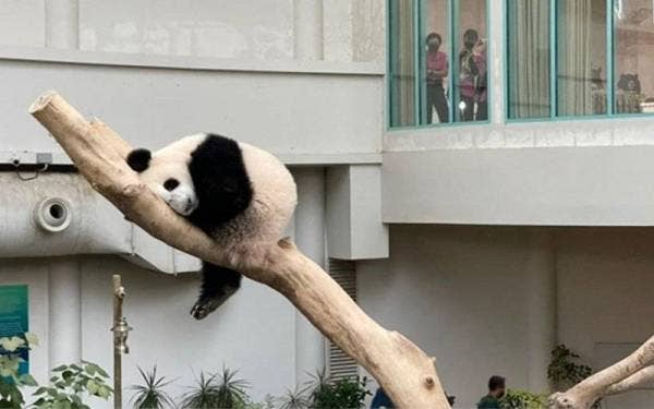 Sheng Yi yang dilahirkan pada 31 Mei tahun lepas kini berada dalam keadaan sihat dan telah mencapai berat melebihi 27 kilogram. - Foto Bernama