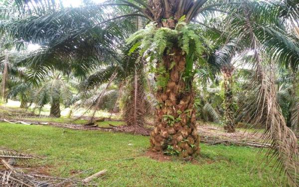 Selain memantau kegiatan mencuri buah sawit, dron itu juga dapat digunakan untuk memantau pokok berpenyakit.