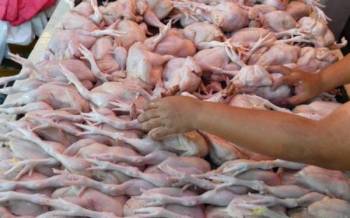Setiap bulan negara mengeksport sekitar 3.6 juta ekor ayam ke luar negara. - Foto Bernama