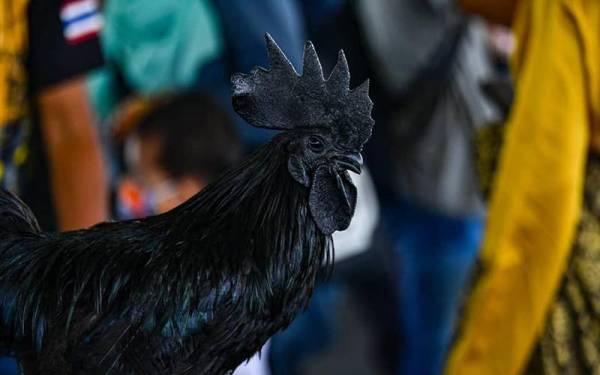 Ayam Cemani memiliki rupa dan warna hitam pada keseluruhan badan. Foto mymotac/Adib Yahaya
