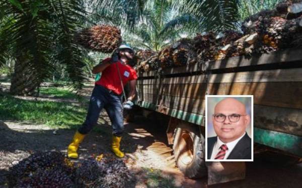 (Gambar kecil: Dr Sukumaran Nair) Pemilik ladang kelapa sawit bersedia untuk menyerap kesemua caj kuarantin Covid-19 yang dikenakan kerajaan dalam usaha mengekang kekurangan tenaga kerja asing pada masa ini. Gambar hiasan. - Foto Bernama