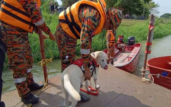 Unit K9 bomba dipanggil bagi membantu mengesan mangsa dihanyutkan arus deras Sungai Perak di Kuala Kangsar.