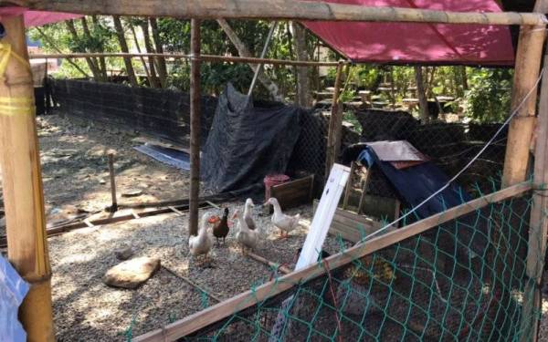 Video berdurasi 42 saat itu memaparkan lelaki terbabit membela ayam dan itik di hadapan rumah serta memasang radio dengan kuat di kawasan perumahan tersebut pada Ahad. 