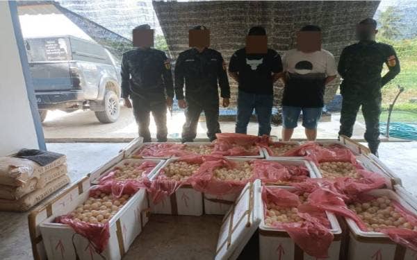 PGA Briged Sarawak merampas 13 kotak mengandungi 11,700 biji telur penyu bernilai RM109,250 dan menahan dua lelaki tempatan berusia 31 dan 37 melalui operasi bersepadu Op Khazanah, Sabtu lepas. - Foto Facebook Briged Sarawak 