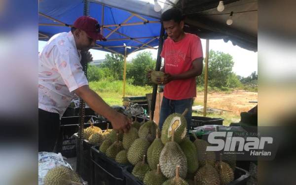 Mohd Sabrin (kanan) membantu pelanggan memilih durian kahwin di gerai miliknya di Batu Tiga di sini.