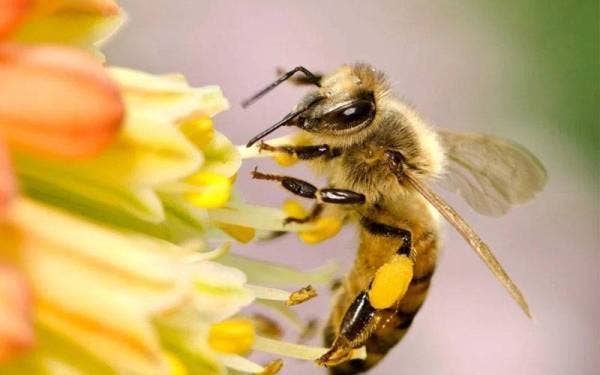 Lebah California mendapat perlindungan di bawah Akta Haiwan Terancam.
