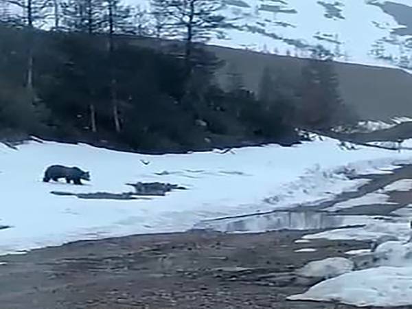 Seekor beruang mendekati umpan makanan sebelum diletupkan di sebuah kawasan di Siberia baru-baru ini. - Foto socialmedia/East2WestNews