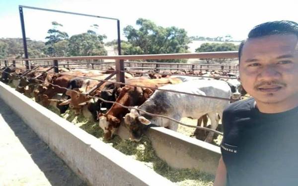 Kamarruzaman mengusahakan Desa Selatan Beef Sdn Bhd di Kota Tinggi yang membekalkan lembu dan daging lembu segar untuk musim perayaan.
