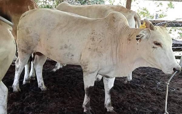 Hari Raya Aidiladha tahun ini dijangka lebih meriah kerana perantau boleh pulang ke kampung menyambut perayaan bersama keluarga.