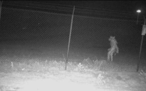 Kamera keselamatan merakamkan kelibat makhluk ganjil di luar Zoo Amarillo, Texas pada bulan lalu. - Foto Twitter / @CityofAmarillo