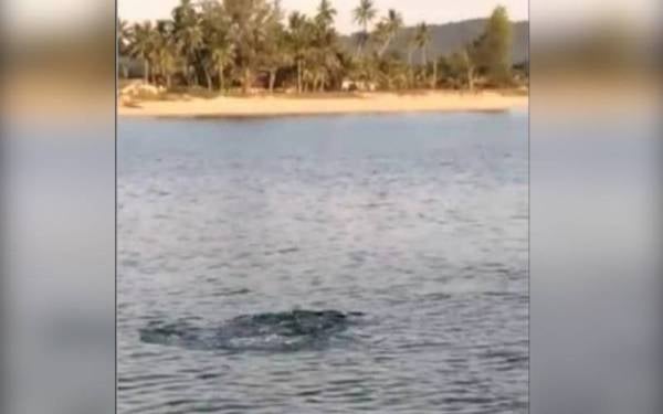 Tangkap layar video kelibat seekor buaya di Pantai Kampung Tengah dekat Kijal di sini pada Sabtu. - Foto Bernama