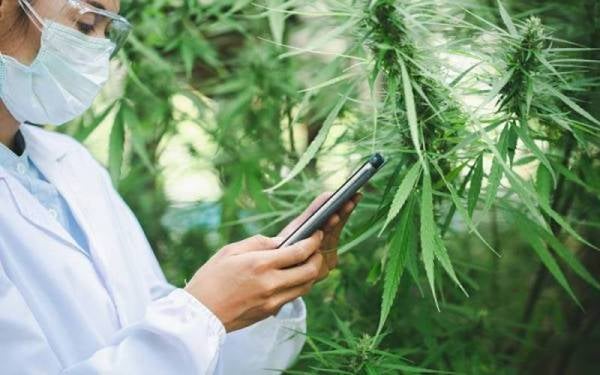 Thailand menjadi negara Asia pertama yang menghapuskan ganja daripada senarai narkotiknya dan membenarkan orang ramai menanam tumbuhan itu di rumah. - Foto 123RF