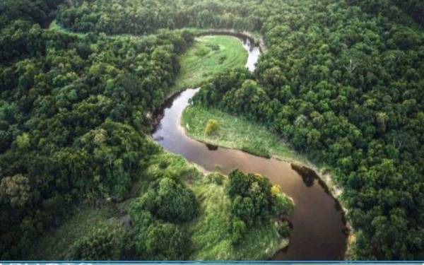 Hutan Amazon. - Foto 123RF
