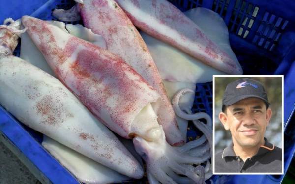 Aktiviti mencandat sotong hanya dibenarkan selepas memiliki lesen vesel daripada Jabatan Perikanan Pahang dan perlu menggunakan peralatan mengail yang dibenarkan sahaja.(Gambar hiasan) - Foto 123rf