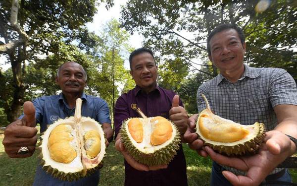 Pengerusi Jawatankuasa Pertanian dan Industri Makanan, Perusahaan, Perladangan dan Komoditi, Pengangkutan dan Hal Ehwal Masyarakat India, Datuk Azman Nasrudin (dua, kanan) memperkenalkan varieti durian baharu D216 (J.Sparrow) dan D217 (Jerai) di Kampung Ketapang Sungai Tok Pawang dekat sini hari ini.
