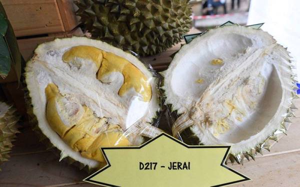Varieti durian baharu D217 dikenali dengan nama Jerai.