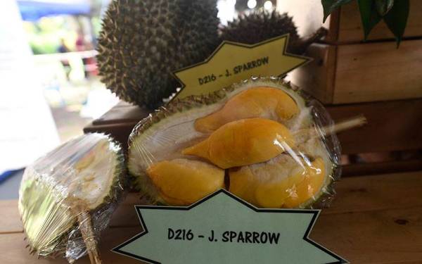 Varieti durian baharu D216 dikenali dengan nama J.Sparrow.