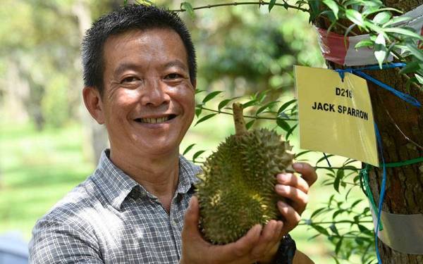 Pengusaha ladang Teoh Seng Khoon menunjukkan varieti durian baharu D216 (J.Sparrow) dan D217 (Jerai) di Kampung Ketapang Sungai Tok Pawang dekat sini hari ini.