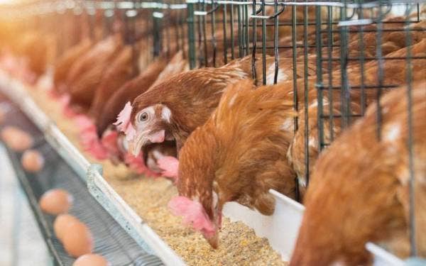 Kutipan fi import bagi empat komoditi makanan ternakan ditangguhkan berkuat kuasa serta-merta. - Gambar iasan