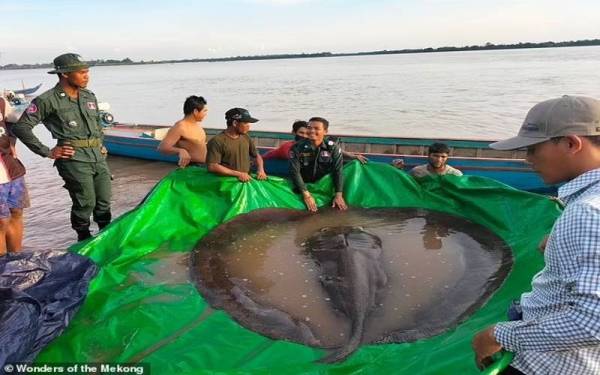 Seekor ikan pari air tawar gergasi berjaya ditangkap di timur laut Kemboja pada 13 Jun lalu. - Foto Wonders of the Mekong