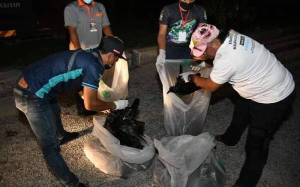 Penembak berlesen mengumpulkan gagak yang berjaya ditembak dalam operasi sekitar daerah ini pada Sabtu lalu.