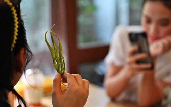 Seorang pelanggan wanita mengambil gambar daun ganja kering di sebuah restoran di Prachinburi, Thailand. - AFP