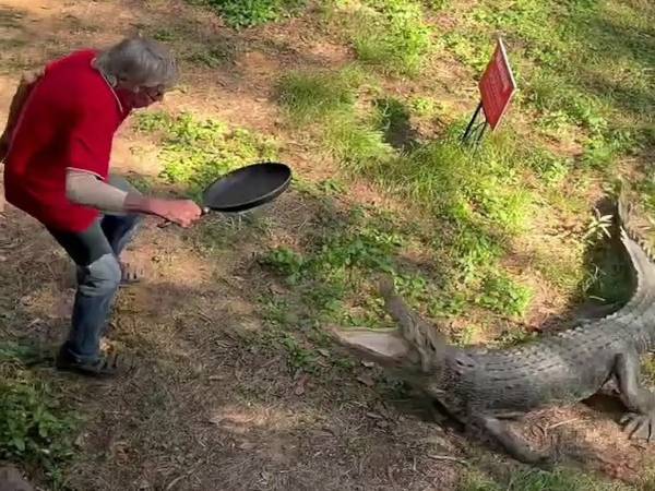 Kai Hansen menggunakan kuali untuk memukul seekor buaya di sebuah kawasan di Northern Territory baru-baru ini. - Foto Facebook/Airborne Solutions Helicopter Tours