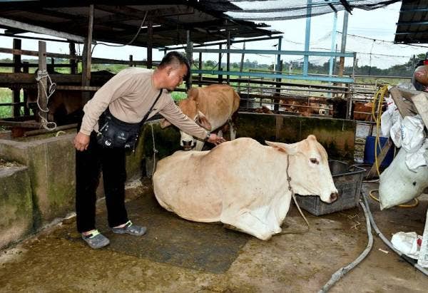 Mohd Anuar meninjau keadaan 40 ekor lembu ternakan termasuk lebih 10 ekor lembu korban yang terperangkap dalam banjir kilat di kandang ternakannya semalam di Kampung Paya Rumput Jaya, Sungai Udang pada Jumaat. Foto Bernama