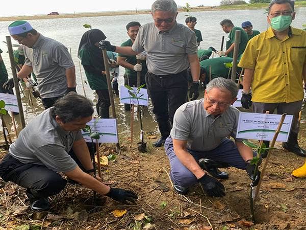 Mustapa (kanan) menanam pokok payau bakau semasa merasmikan Pelancaran Inisiatif Pucuk Hijau UMW di Pantai Sri Tujoh Beach Resort, Tumpat pada Sabtu.