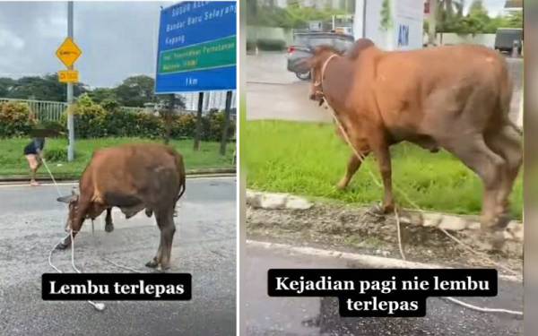 Video tular memaparkan seorang lelaki cuba menambat lembu di tiang elektrik. (Tangkap layar rakaman video yang tular dimedia sosial memaparkan seekor lembu terlepas di sekitar Kawasan MRR2 menghala Sungai Buloh.)