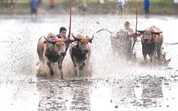 Perlumbaan kerbau tradisional diadakan buat pertama kali dalam tempoh dua tahun di Chonburi pada Ahad. - Foto AFP