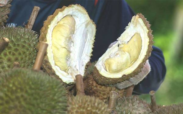 Durian susu mempunyai rasa lemak-lemak manis dan setanding dengan durian-durian premium yang lain.