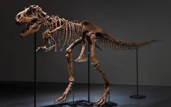Rangka dinosaur Gorgosaurus dilelong sehingga RM35.39 juta di New York pada 28 Julai ini. - Foto Firma Sotheby's