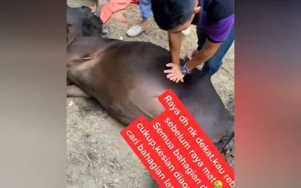 Berbaki dua hari lagi umat Islam akan menyambut Aidiladha, sebuah keluarga dikejutkan dengan kematian lembu peliharaan yang akan dikorbankan pada Ahad ini.