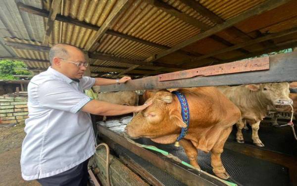 Ahmad Amzad bersama lembu Charolais yang akan dikorbankan pada Hari Raya Aidiladha kedua nanti.