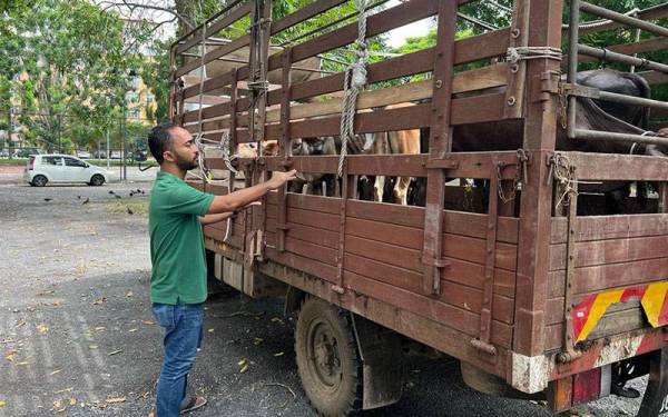 Hasanol Bolkiah melihat lembu yang akan dikorbankan.