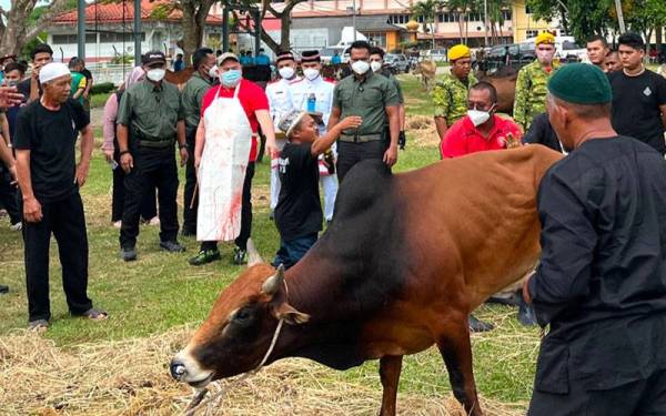Sultan Kelantan Sultan Muhammad V (tengah) bersedia untuk melakukan ibadah korban lembu kedua.