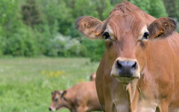 Sebanyak 11 bangkai lembu ditemukan dalam keadaan berulat di sebuah kawasan terbiar di Kampung Sungai Lekar, Kuala Nerus pada Sabtu lalu. - Gambar hiasan/Foto 123RF