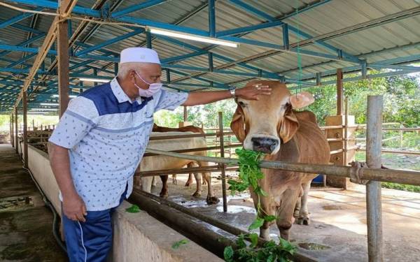 Zainol Abidin bersama Merah sebelum lembu kesayangannya itu dikorbankan pada malam kedua Hari Raya Aidiladha yang lalu.